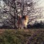 Dierenkliniek De Reeshof