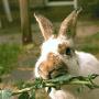 Dierenkliniek De Reeshof