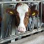 Dierenartsen Midden Brabant (DAMB)