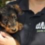 Dierenartsen Midden Brabant (DAMB)