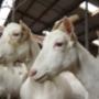 Dierenartsen Midden Brabant (DAMB)