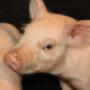 Dierenartsen Midden Brabant (DAMB)
