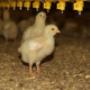 Dierenartsen Midden Brabant (DAMB)