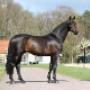 Paardenkliniek De Watermolen BV