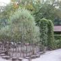 Pilon Bloem- en Hovenierswerken R