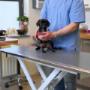Dierenkliniek Spijkenisse