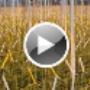 WDP Draadbewerking BV