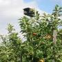 Vogelverjaging fruitteelt