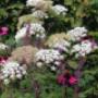 De Rode pimpernel