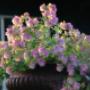 De Rode pimpernel