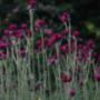 De Rode pimpernel