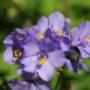De Rode pimpernel