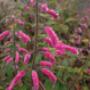 De Rode pimpernel