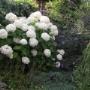 Visser Plant Boomkwekerij