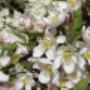 Visser Plant Boomkwekerij