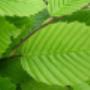 Visser Plant Boomkwekerij
