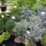 Visser Plant Boomkwekerij
