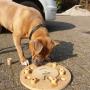 Gedragsverrijking bij de honde