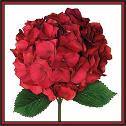 Hortensia Kwekerij **andriesia**
