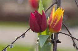 IJsseltulp - Arjan Wesselink v.o.f.