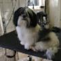 Hondentrimsalon Barbet