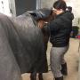 Equine Lymfe Drainage