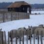 Dierenverblijf met rietendak