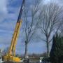 Fraxinus Hoveniers & Boomverzorging