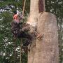 Jeroen renkema treeworker