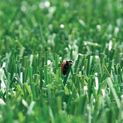 Fivestar Grass