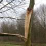Verkleij Hovenier & Boomverzorging