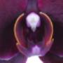 Orchids 4All BV