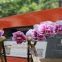 Orchids 4All BV