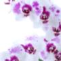 Orchids 4All BV