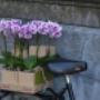 Orchids 4All BV