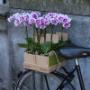 Orchids 4All BV