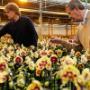 Orchids 4All BV
