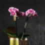Orchids 4All BV