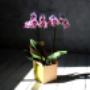 Orchids 4All BV
