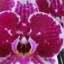 Orchids 4All BV