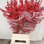Ilex