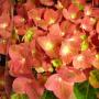 Hortensia