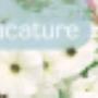Florensis Cut Flowers BV