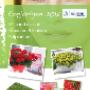 Florensis Cut Flowers BV