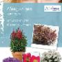 Florensis Cut Flowers BV