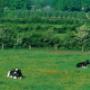 Vereniging Nederlands Cultuurlandschap