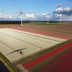 Obdam Bloembollen Bv