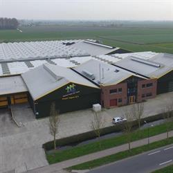 Pronk Tulpen Bv