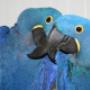 Animal Trading Company BV