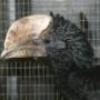 Animal Trading Company BV